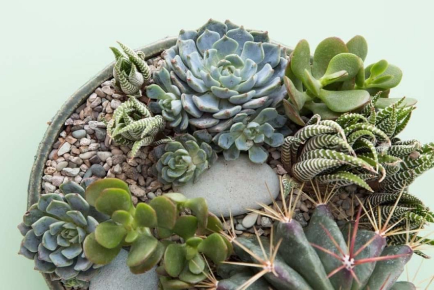 composiiton de cactus succulentes et vegetaux dans un pot